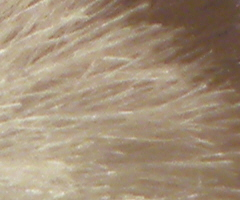 Nikon Coolpix P90: napodruhé mnohem lépe