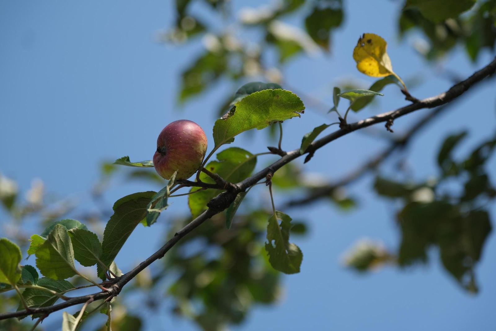 Fujifilm X-T3: foťák i profi kamera