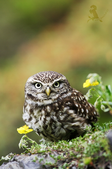Oehling Akademie: workshop Fotografování dravců a sov od 18. května