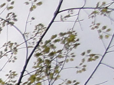 Sony Cyber-shot HX5: pan téměř dokonalý