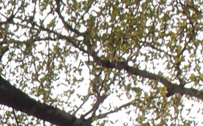 Olympus XZ-1: trefa do černého