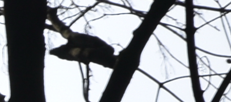 Nikon AF-S DX NIKKOR 16-85mm f/3.5-5.6G ED VR