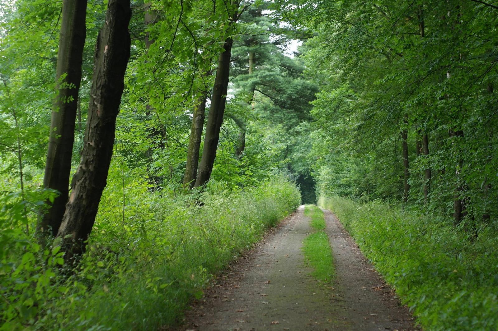 Minolta MC Rokkor-PF 50mm F1.7 (MC/MD)