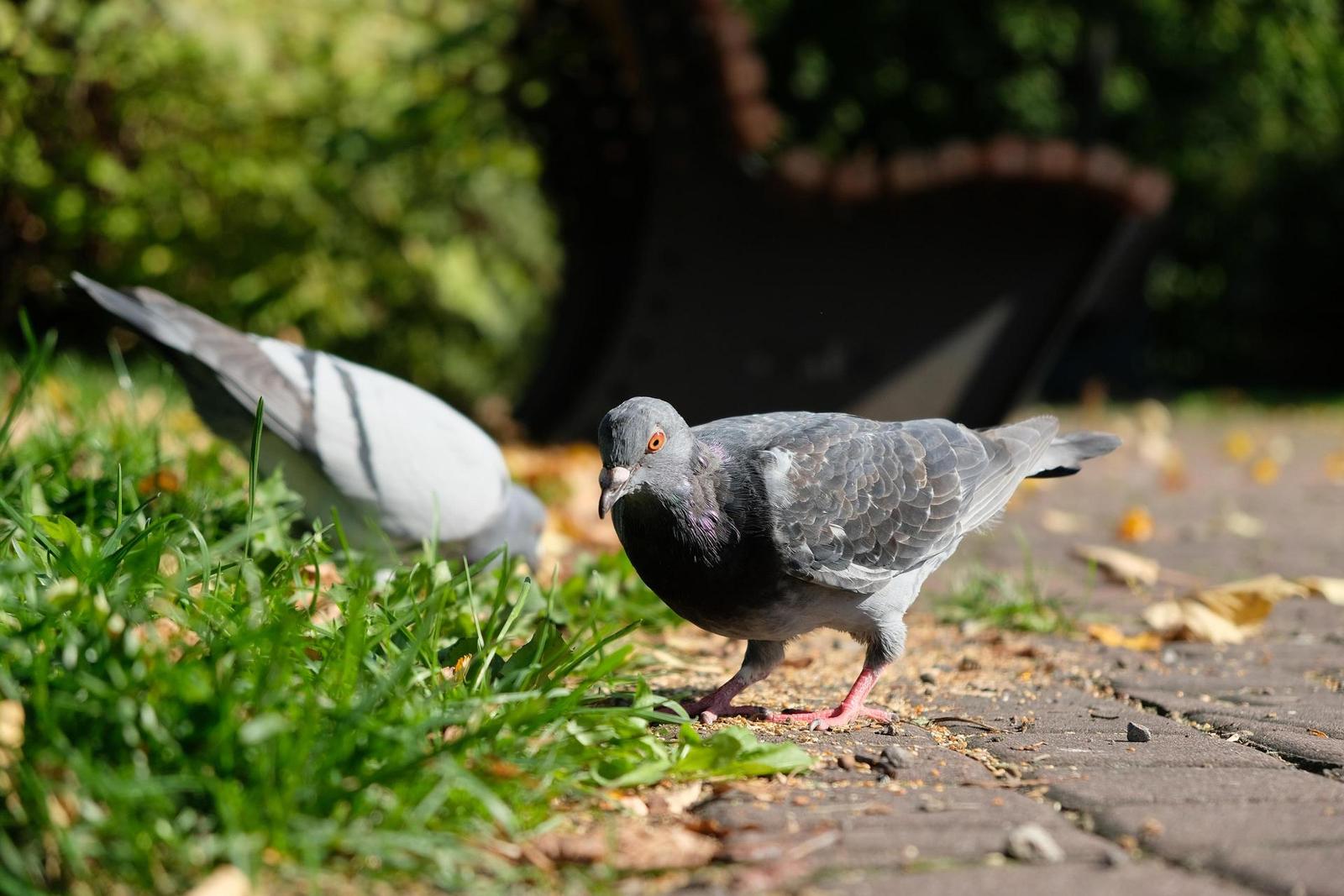 Fujifilm X-T20: zatraceně dobře fotící APS-C