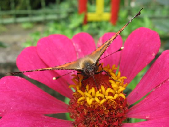 Tipy a Triky nejen pro začátečníky, díl 4. - Fotíme motýla
