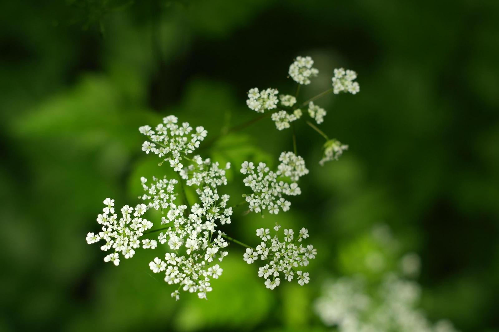 Carl Zeiss Jena DDR Pancolar 1,8/50mm MC electric (M42)