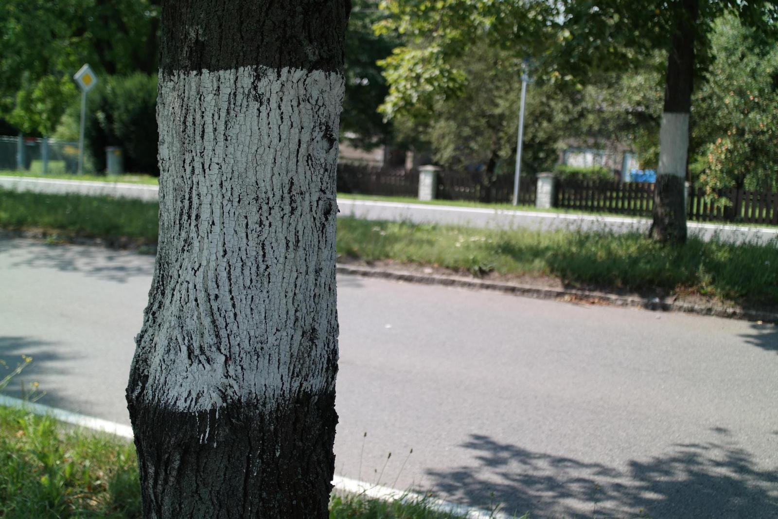 Olympus OM Zuiko 28mm f/2.8 (OM)