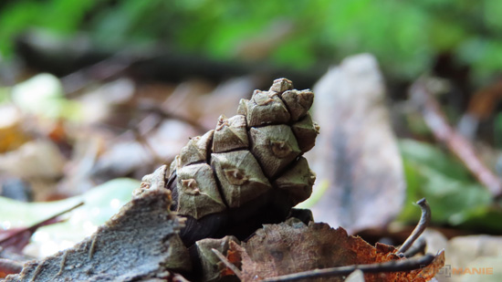 5 tipů pro lepší makro fotky kompaktem a ultrazoomem