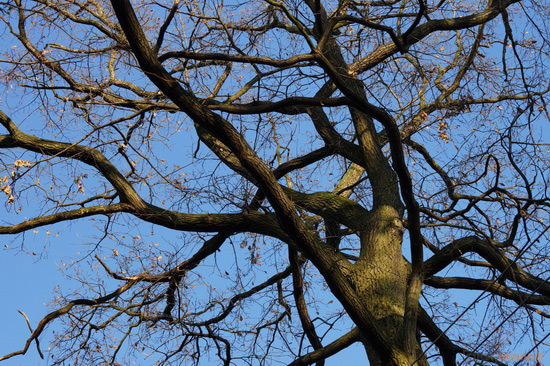 Sony SAL-70400G (70-400mm F4-5,6 SSM G)