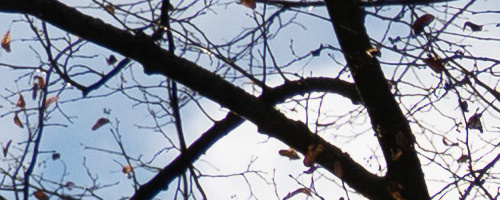 Panasonic Leica DG Vario-Summilux 25-50mm F1.7 ASPH.