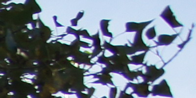 Sony SAL-1855 (DT 18-55mm F3,5-5,6 SAM)