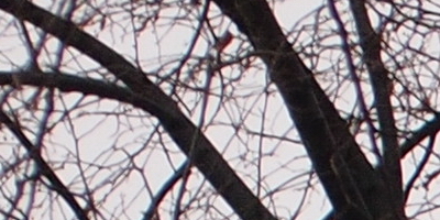 Olympus M.Zuiko Digital 14-42mm 1:3,5-5,6 II R