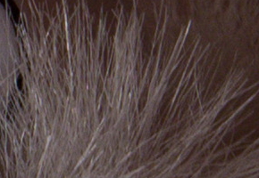 Nikon D600: vynikající vstup do světa full frame