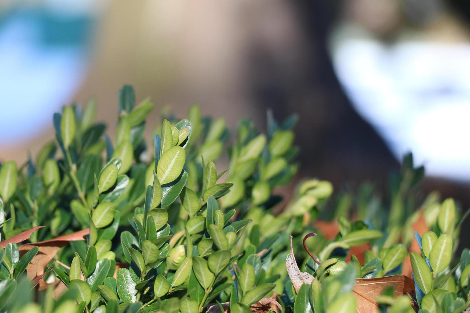 Canon EF-S 18-135mm f/3.5-5.6 IS Nano USM