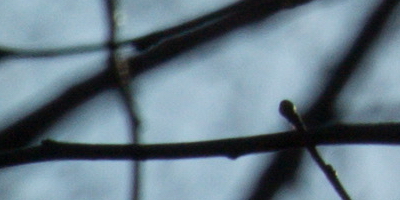 Nikon 1 NIKKOR 30-110mm 1:3,8-5,6 VR