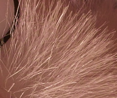 Sigma DP2: otestovali jsme Foveon!