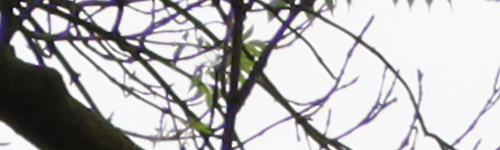 Canon RF 24-105mm f/4 L IS USM