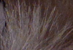 Nikon D600: vynikající vstup do světa full frame