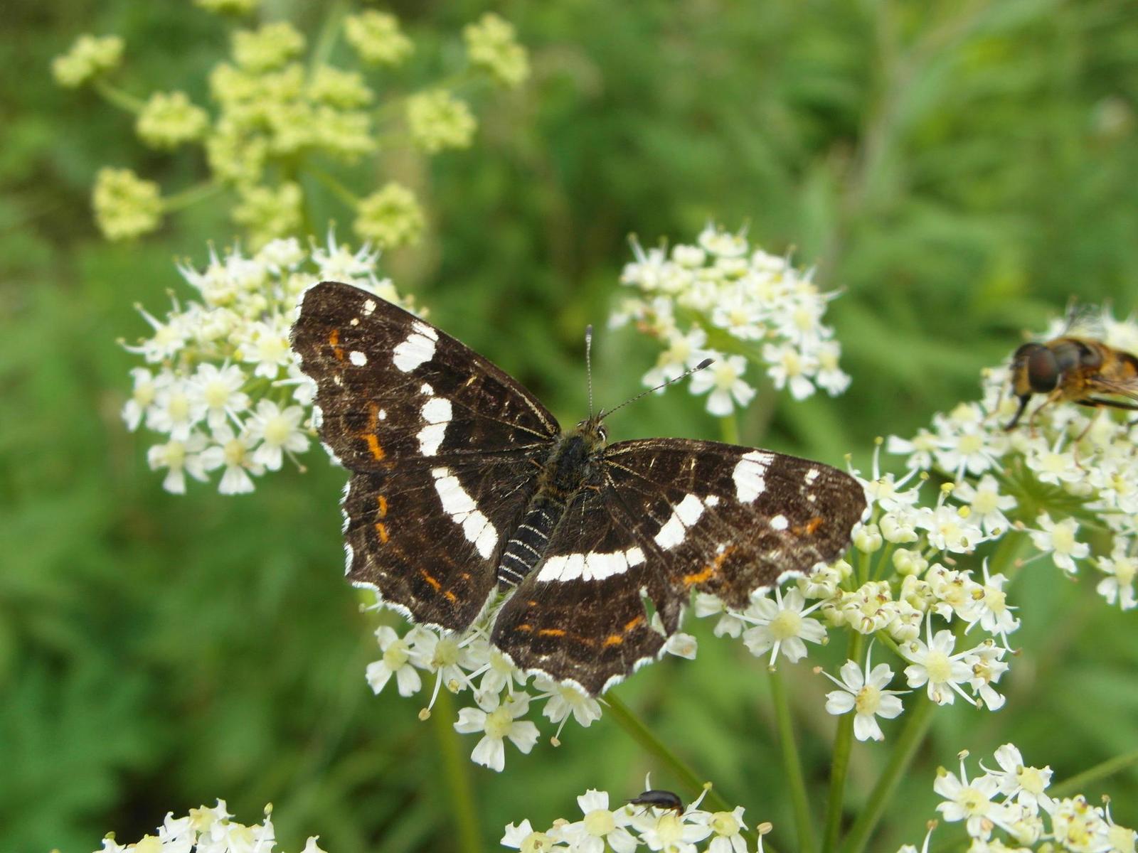 Samsung WB850F: fotící bezdrátová navigace?