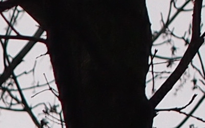 Olympus M.Zuiko Digital 45mm 1:1.8