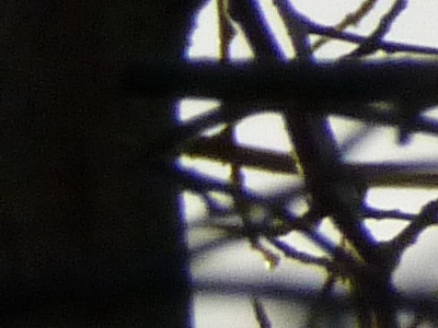 Panasonic Lumix FZ45 a FZ100: na vrcholu