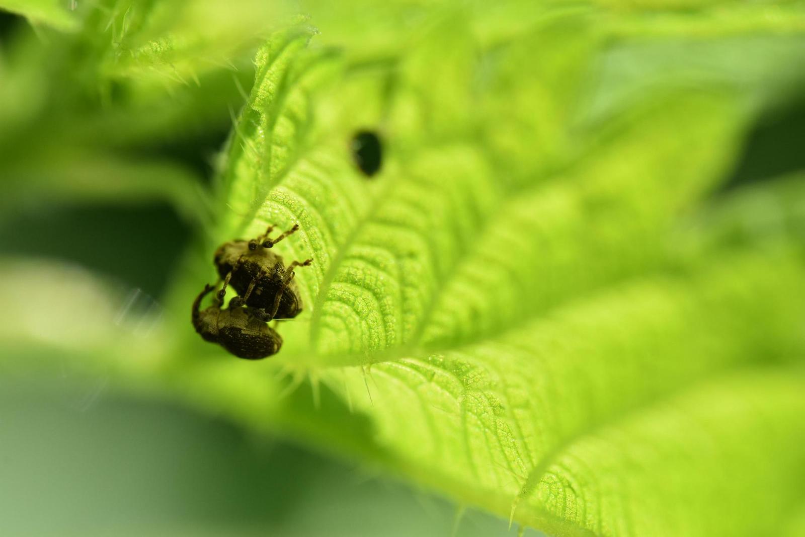 Tamron SP AF 60mm f/2.0 Di II LD [IF] Macro