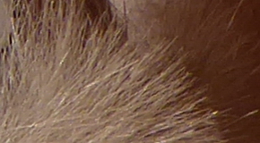 Panasonic Lumix TZ70: krůček k profi ultrazoomu