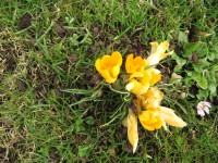 Canon PowerShot A530 - třetí z rodu