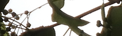 Nikon Coolpix B700: přírodovědec