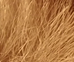 Samsung NX100: "zrcadlovka" do kapsy