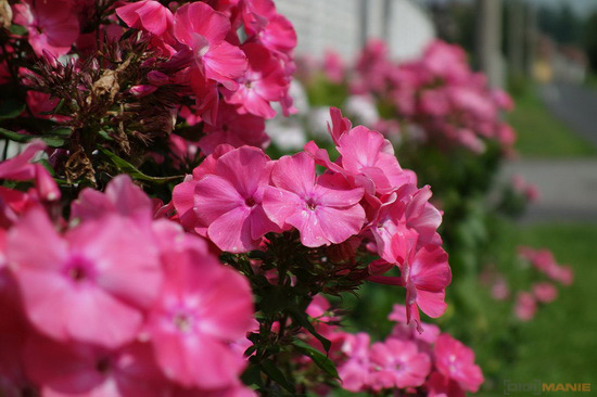 Sony Cyber-shot RX100: terminátor zrcadlovek