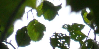 Panasonic Lumix G Vario 100-300mm F4-5,6