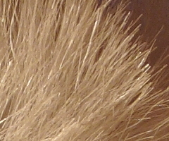 Canon PowerShot S90: malý zázrak