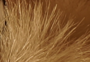 Sony NEX-6: pan dlouho očekávaný