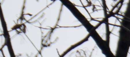 Sony DT 18-55mm 3.5-5.6 SAM II (SAL-1855-2)