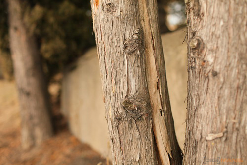 Canon EF 35mm f/1.4L USM