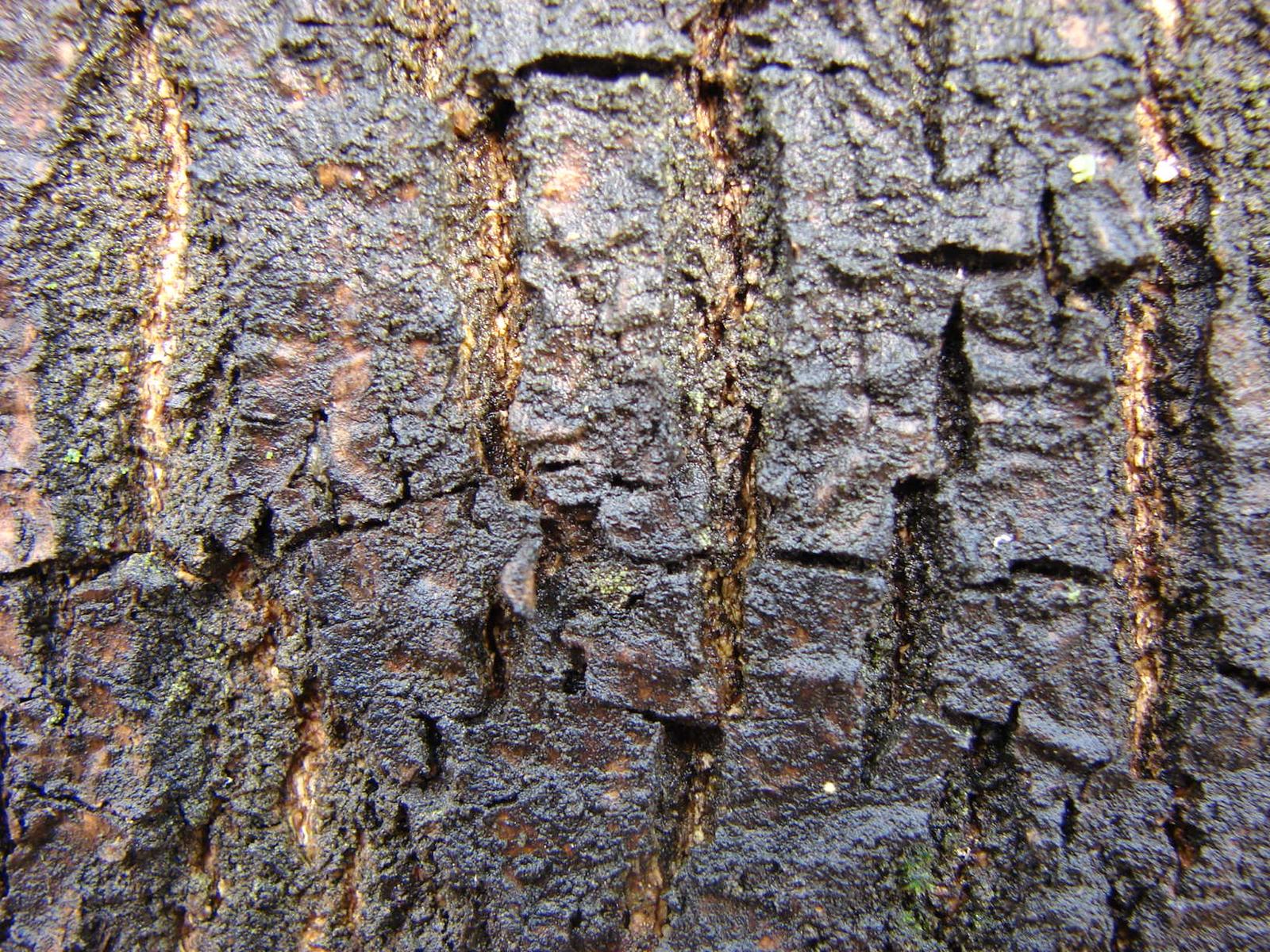 Cyber-shot DSC-H2: Citlivý ultrazoom v praxi