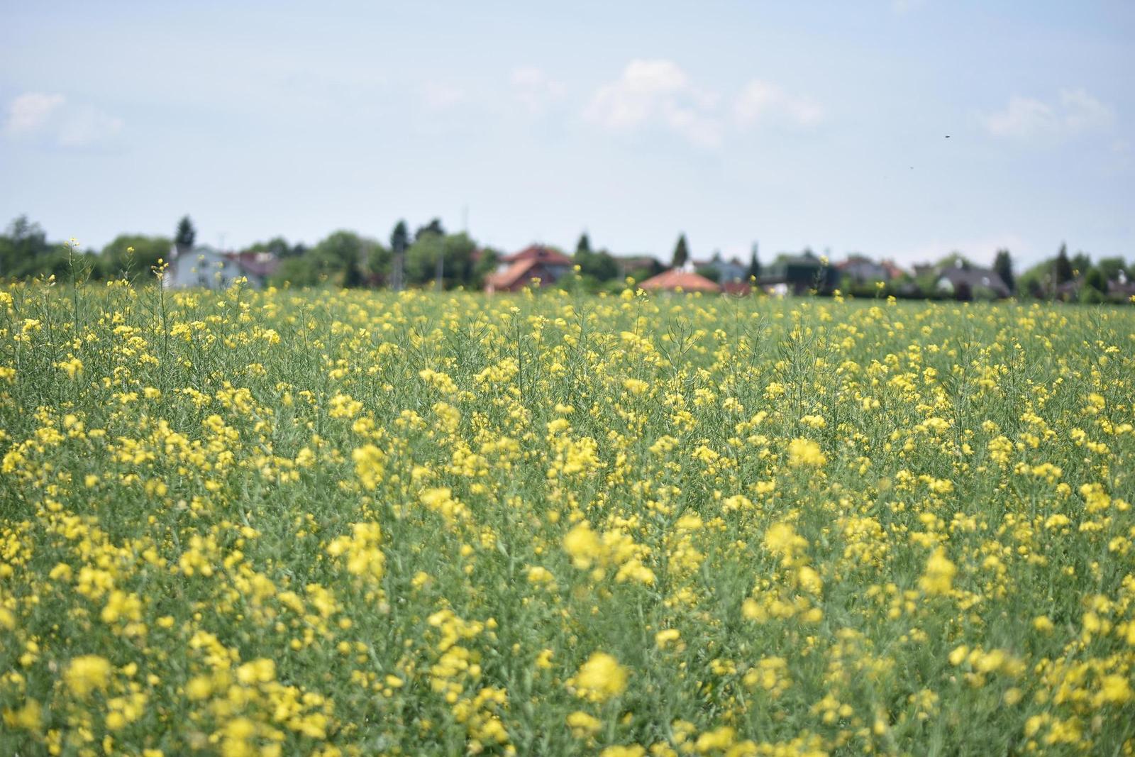 Tamron SP AF 60mm f/2.0 Di II LD [IF] Macro