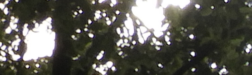 Nikon Coolpix B700: přírodovědec