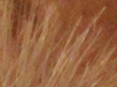 Canon EOS 600D: pokračování rodové linie