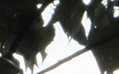 Fujifilm FinePix HS20EXR: důstojný nástupce