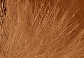 Panasonic Lumix LX7: kompaktní hvězda noci