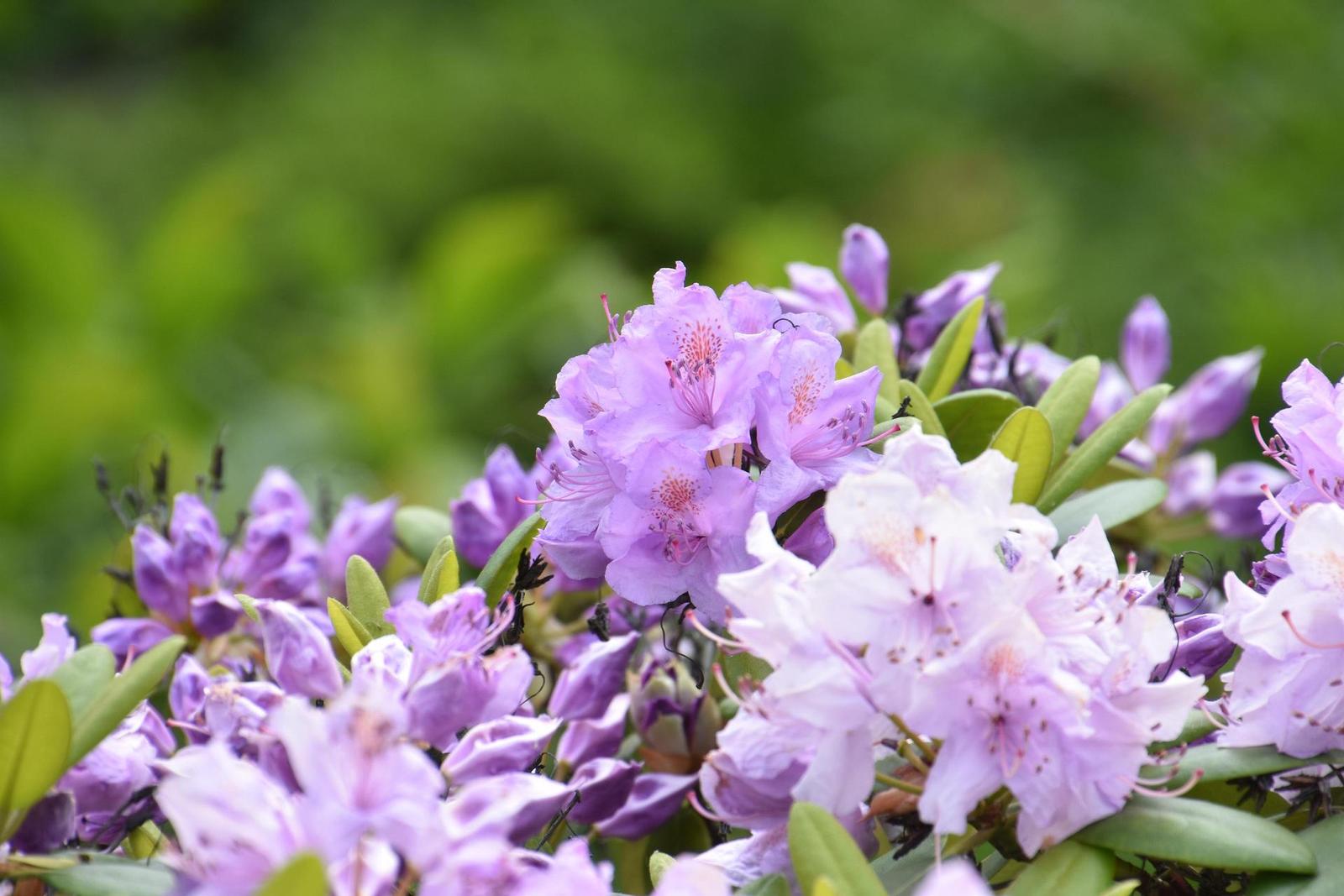 Tamron 16-300mm f/3.5-6.3 Di II VC PZD Macro