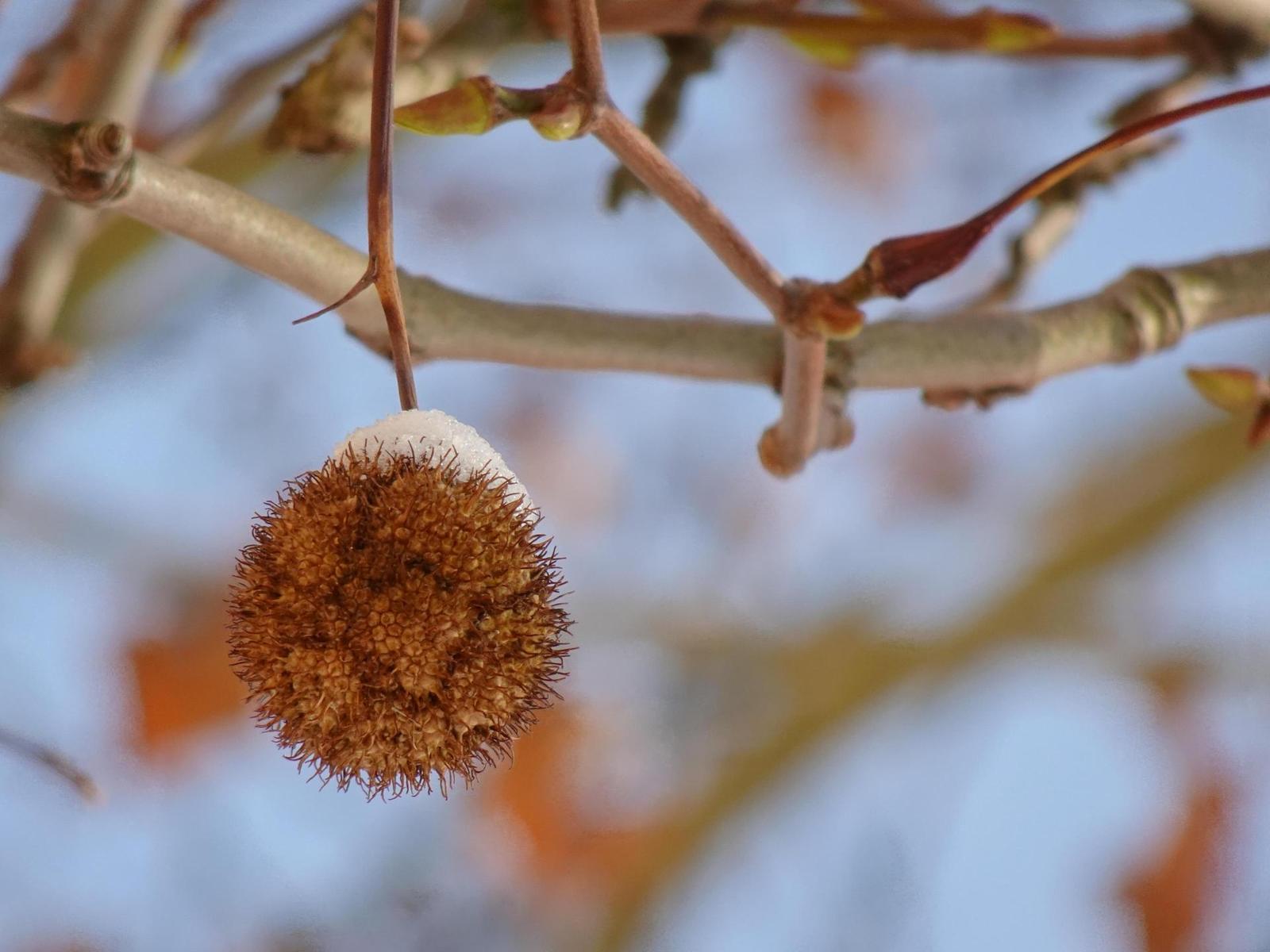 Sony Cyber-shot HX99: postřehy z praxe
