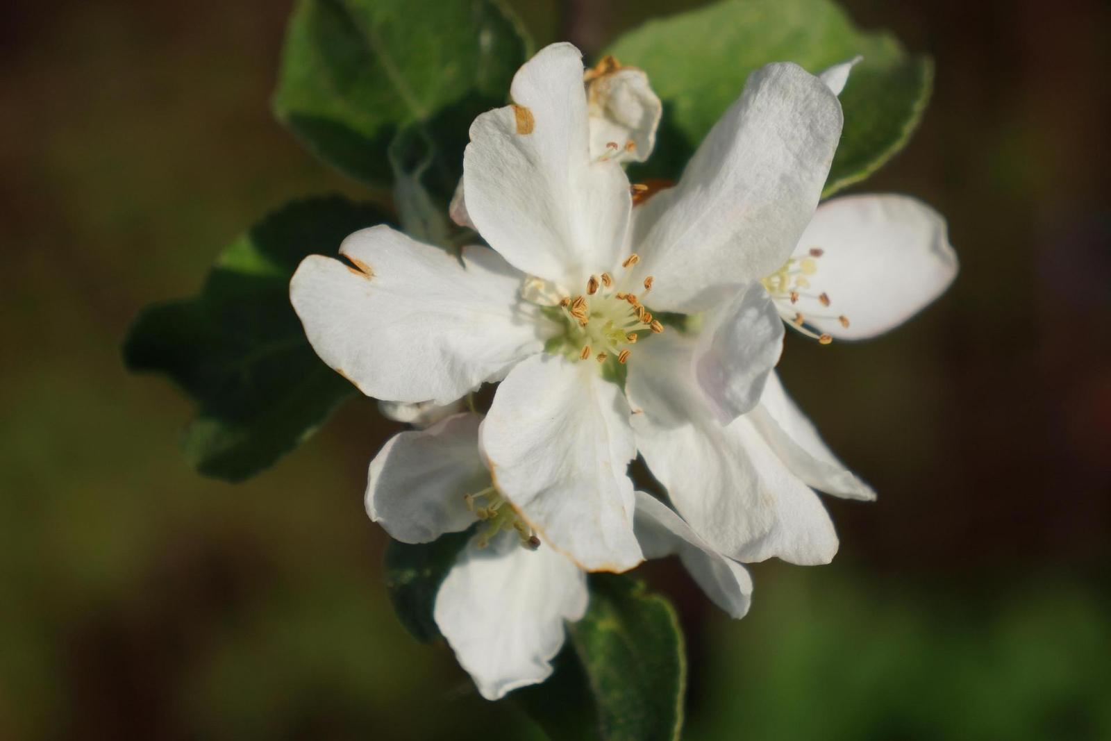 Sony NEX-7: správná (r)evoluce