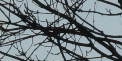 Sony SAL-70400G (70-400mm F4-5,6 SSM G)