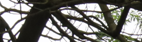 Canon RF 24-105mm f/4 L IS USM