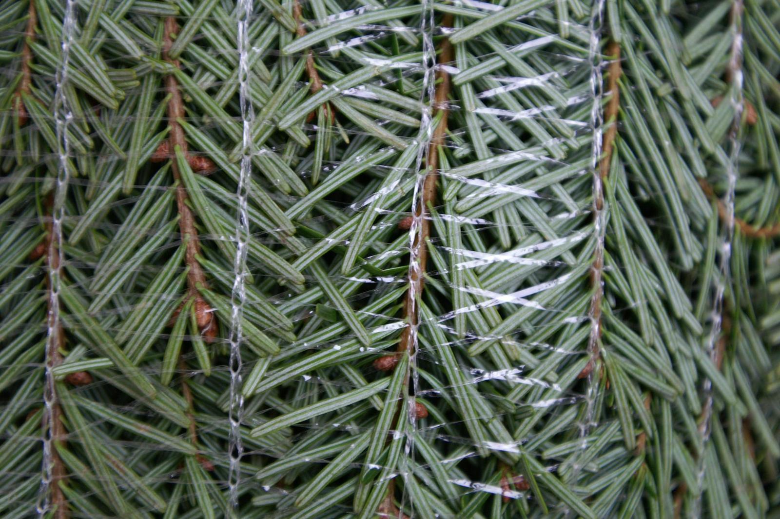 Dynax 7D: klidná síla