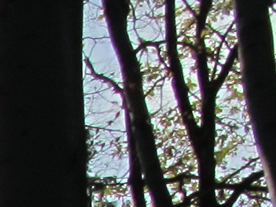 Canon PowerShot G11: géčko, o jakém jsme snili