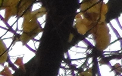 Samsung MV800: pro každý úhel i autoportréty